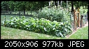 My vegetable garden 070707 - Veg_Garden070707.jpg (1/1)-veg_garden070707.jpg