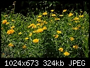 Click image for larger version

Name:	Heliopsis_5532.jpg
Views:	226
Size:	324.1 KB
ID:	6390