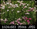 Click image for larger version

Name:	achillea_5543.jpg
Views:	215
Size:	350.4 KB
ID:	6391