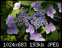 Click image for larger version

Name:	Hydrangea_5558.jpg
Views:	255
Size:	193.2 KB
ID:	6392