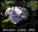 Hydrangea --070807-036a.jpg