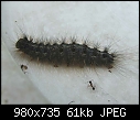 caterpillar - caterpillar.jpg (1/1)-caterpillar.jpg