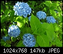 Click image for larger version

Name:	Hydrangea Endless Summer 001.jpg
Views:	249
Size:	146.6 KB
ID:	6408