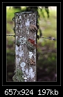 Fence Posts and Lichen 2/4-b-0320-lichen-08-07-07-30-400.jpg