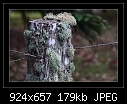 Fence Posts and Lichen 3/4-b-0323-lichen-08-07-07-30-400.jpg