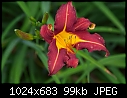 Click image for larger version

Name:	Garden Fireworks_5565.jpg
Views:	274
Size:	98.5 KB
ID:	6463