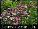 Click image for larger version

Name:	Purple Tutus_5568.jpg
Views:	360
Size:	296.3 KB
ID:	6464