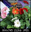 Click image for larger version

Name:	Gerbera daisiesDSC01067.jpg
Views:	352
Size:	212.0 KB
ID:	6473