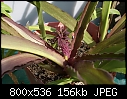 Click image for larger version

Name:	Eucomis autumnalisPineAppleLily47-DSC01056.jpg
Views:	343
Size:	156.3 KB
ID:	6474