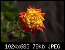 July 13  - Bicolor Rose_5592.jpg-bicolor-rose_5592.jpg