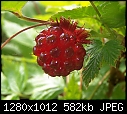 Click image for larger version

Name:	LifeViewedThroughRedSalmonberry.jpg
Views:	238
Size:	581.6 KB
ID:	6485