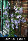 Click image for larger version

Name:	clematis3.jpg
Views:	350
Size:	139.9 KB
ID:	6486