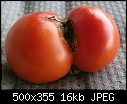 Beef Tomato-tomatotwinbadside.jpg