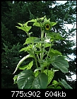 Mutant Sunflower 2/3-mutantsunflower2.jpg