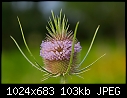 Click image for larger version

Name:	Thistle_5723.jpg
Views:	275
Size:	103.0 KB
ID:	6527