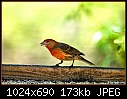 Male House Finch @ feeder-male-house-finch-%40-feeder.jpg