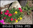 Click image for larger version

Name:	portulaca2.jpg
Views:	10018
Size:	157.5 KB
ID:	6543