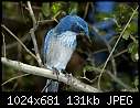Click image for larger version

Name:	Pensive Scrub Jay.jpg
Views:	271
Size:	130.9 KB
ID:	6547