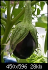 Click image for larger version

Name:	eggplantprogress.jpg
Views:	429
Size:	28.0 KB
ID:	6548
