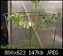 Click image for larger version

Name:	Tomato H Juliet DSC01091.jpg
Views:	294
Size:	147.2 KB
ID:	6549