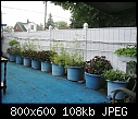 Container Tomato Garden 2-containers.jpg