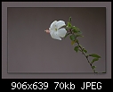 White Hibiscus 1/2-b-7942-hibiscus-07-06-07-30-400.jpg