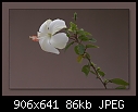 Click image for larger version

Name:	b-7942a-hibiscus-07-06-07-30-400.jpg
Views:	289
Size:	86.0 KB
ID:	6563