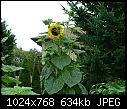 Click image for larger version

Name:	mutant sunflower1.jpg
Views:	321
Size:	634.5 KB
ID:	6565