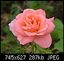 Peach/pink colored Rose-rose1.jpg
