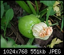 Click image for larger version

Name:	firstpumpkin.jpg
Views:	241
Size:	551.1 KB
ID:	6567