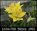 Another lily-lilly1.jpg