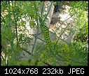 Re: Swallowtail Caterpilars (1/6) - IMG_16931.jpg (1/1)-img_16931.jpg