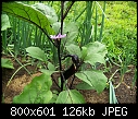 Eggplant Progress-eggplant.jpg