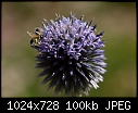 July 21  - Echinops_5768.jpg-echinops_5768.jpg