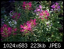 Click image for larger version

Name:	Cleome_5770.jpg
Views:	288
Size:	222.7 KB
ID:	6579