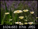 July 21  - White Zinnia_5788.jpg-white-zinnia_5788.jpg