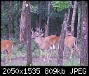 Click image for larger version

Name:	deer 030.jpg
Views:	312
Size:	808.9 KB
ID:	6581