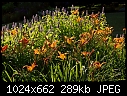Click image for larger version

Name:	Early in the Daylilies_5791.jpg
Views:	278
Size:	288.8 KB
ID:	6587