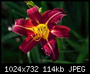 Click image for larger version

Name:	Another Hemerocallis_5796.jpg
Views:	284
Size:	113.8 KB
ID:	6588