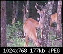 Click image for larger version

Name:	deer 033.jpg
Views:	221
Size:	177.2 KB
ID:	6589