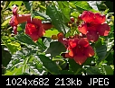 Click image for larger version

Name:	Red Campsis_5827.jpg
Views:	266
Size:	213.1 KB
ID:	6590