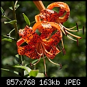 Click image for larger version

Name:	Tiger Lily_5831.jpg
Views:	266
Size:	163.3 KB
ID:	6591