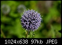 July 22  - Echinops Again_5835.jpg-echinops-again_5835.jpg
