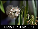 Click image for larger version

Name:	Hoya shepherdii DSC01127.jpg
Views:	287
Size:	139.4 KB
ID:	6594