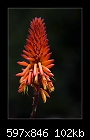 Aloe Flower-b-1168-aloe-24-07-07-30-400.jpg