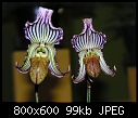 Philadelphia Flower show 2007 - The Orchids -5-abc1c-126a.jpg