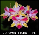 Philadelphia Flower show 2007 - The Orchids -8-abc1c-158a.jpg