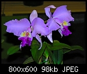 Philadelphia Flower show 2007 - The Orchids 9-abc1c-160a.jpg