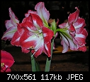 Philadelphia Flower Show  - The Rest 13-abc1c-224a.jpg