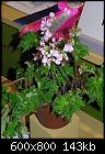 Philadelphia Flower show - the miniatures-abc1c-145a.jpg